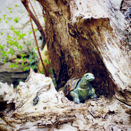 austria wood nature turtle spring