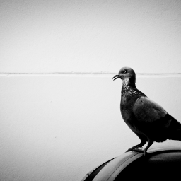 pigeon dove photography bird blackandwhite