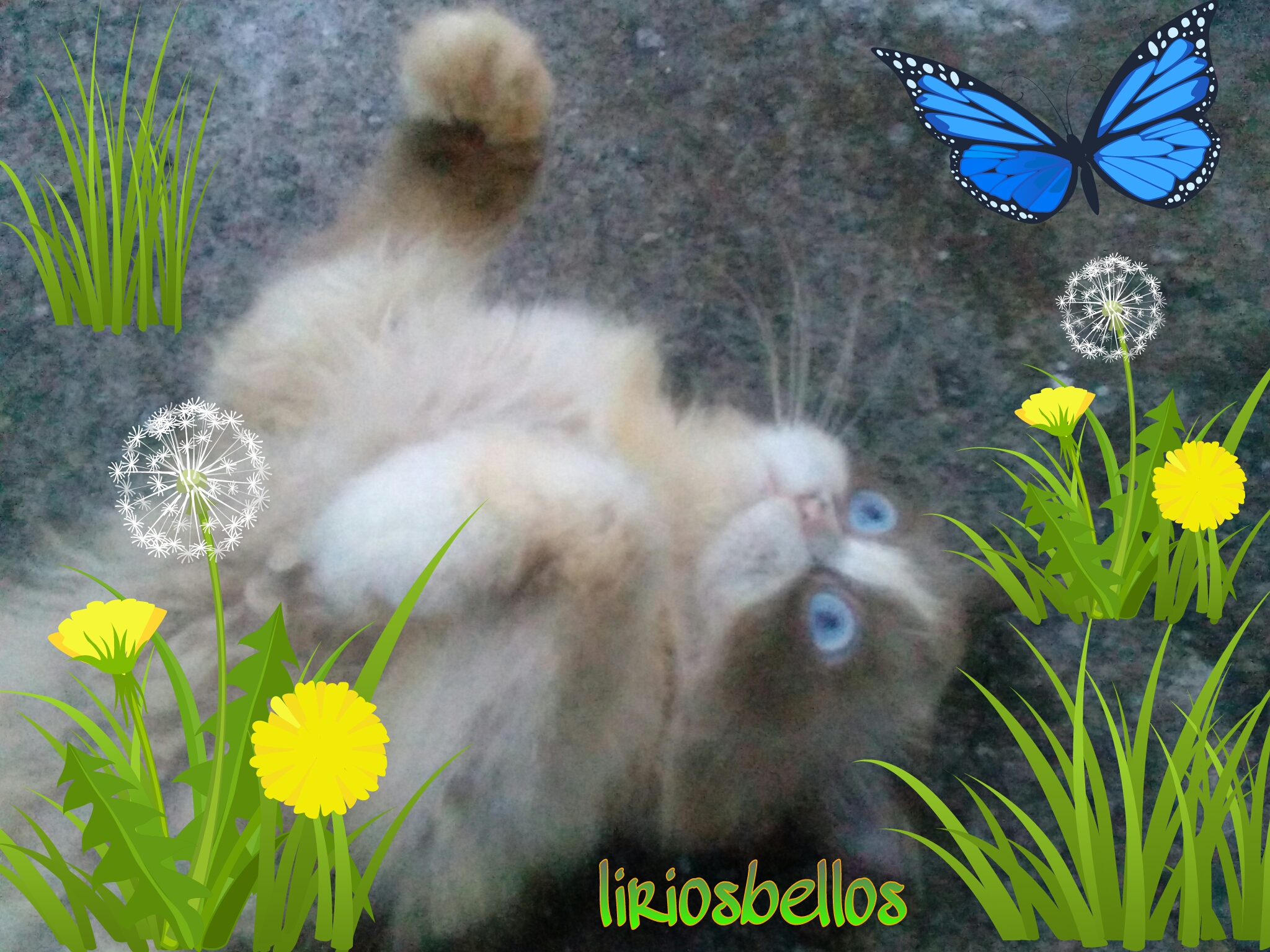 Cat Sherlockmycat Persian 182231361001202 By Liriosbellos   182231361001202 